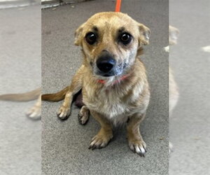 Chihuahua-Unknown Mix Dogs for adoption in San Bernardino, CA, USA