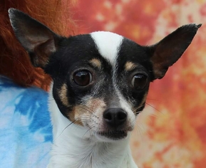Rat Terrier Dogs for adoption in Thomasville, NC, USA