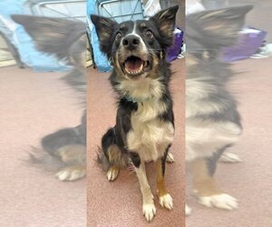 Border Collie Dogs for adoption in Ogden, UT, USA