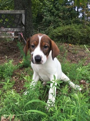 Coonhound-Labrador Retriever Mix Dogs for adoption in Bostic, NC, USA