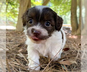 Chihuahua-Unknown Mix Dogs for adoption in Raleigh, NC, USA