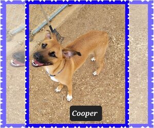 Mutt Dogs for adoption in Granbury, TX, USA