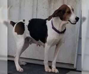 Treeing Walker Coonhound Dogs for adoption in Knoxville, IA, USA