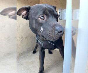 American Pit Bull Terrier-Unknown Mix Dogs for adoption in Oklahoma City, OK, USA