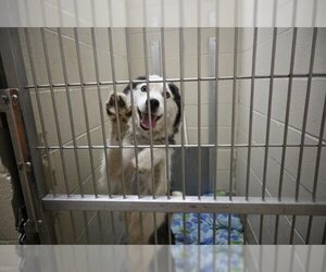 Alaskan Malamute Dogs for adoption in Decatur, IL, USA
