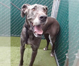 Great Dane-Unknown Mix Dogs for adoption in Downey, CA, USA