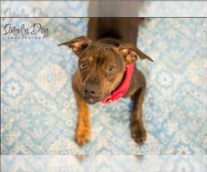 Miniature Pinscher-Unknown Mix Dogs for adoption in Bellbrook, OH, USA