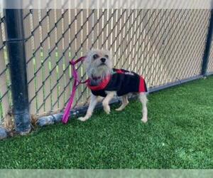 Mutt Dogs for adoption in Norco, CA, USA