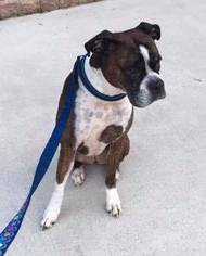 Boxer Dogs for adoption in Newfield, NJ, USA