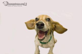 Beagle Dogs for adoption in Sayreville, NJ, NJ, USA