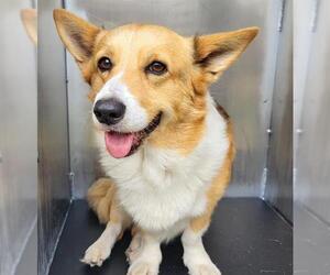 Cardigan Welsh Corgi Dogs for adoption in San Antonio, TX, USA