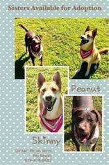 Shepradors Dogs for adoption in Lake Jackson, TX, USA