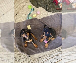 Doberman Pinscher Dogs for adoption in San Juan Capistrano, CA, USA