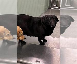 Feist Terrier-Unknown Mix Dogs for adoption in Palmetto, FL, USA