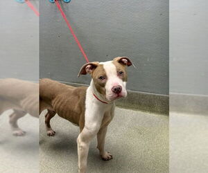 Mutt Dogs for adoption in Las Vegas, NV, USA