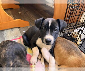 Huskies -Labrador Retriever Mix Dogs for adoption in Mechanicsburg, PA, USA