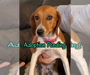 Beagle-Unknown Mix Dogs for adoption in Dunnellon, FL, USA