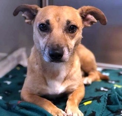Chiweenie Dogs for adoption in Boonton, NJ, USA