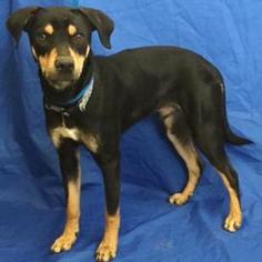 Rottweiler-Unknown Mix Dogs for adoption in Show Low, AZ, USA