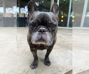 French Bulldog Dogs for adoption in Menifee, CA, USA
