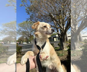 Spaniel-Unknown Mix Dogs for adoption in Chico, CA, USA