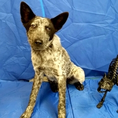 Medium Photo #1 Mutt Puppy For Sale in Show Low, AZ, USA
