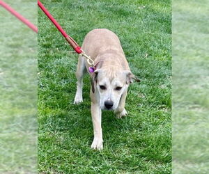 American Pit Bull Terrier-Cocker Spaniel Mix Dogs for adoption in Martinez, CA, USA