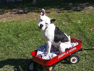 Medium Photo #1 American Bulldog-Unknown Mix Puppy For Sale in  Gainesville, FL, USA