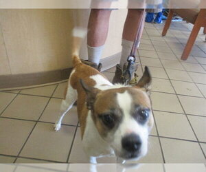 Chihuahua-Unknown Mix Dogs for adoption in Ocala, FL, USA