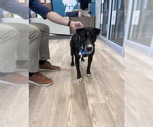 Labrador Retriever-Unknown Mix Dogs for adoption in Pearland, TX, USA