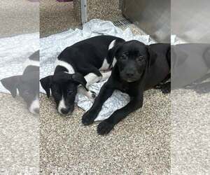 American Pit Bull Terrier-Unknown Mix Dogs for adoption in Martinsburg, WV, USA