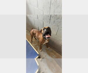 Boxer Dogs for adoption in Austin, TX, USA