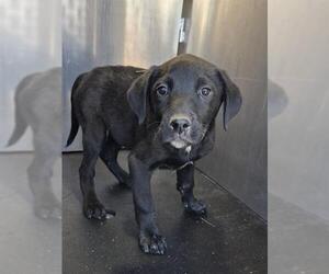 American Staffordshire Terrier-Unknown Mix Dogs for adoption in San Antonio, TX, USA