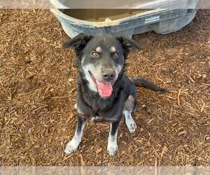 Shollie Dogs for adoption in Orange, CA, USA