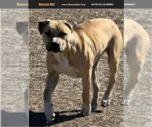 American Pit Bull Terrier-Labrador Retriever Mix Dogs for adoption in Benton, PA, USA