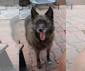 American Eskimo Dog-Pembroke Welsh Corgi Mix Dogs for adoption in Aurora, CO, USA