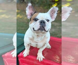 French Bulldog Dogs for adoption in Spring Lake, NJ, USA