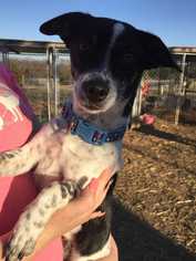 Jack Russell Terrier Dogs for adoption in Foristell, MO, USA