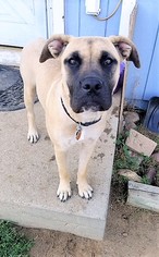 Mastiff-Unknown Mix Dogs for adoption in Englewood, CO, USA
