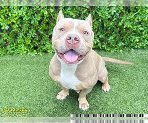 American Pit Bull Terrier Dogs for adoption in West Palm Beach, FL, USA