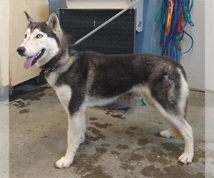 Siberian Husky Dogs for adoption in Camarillo, CA, USA