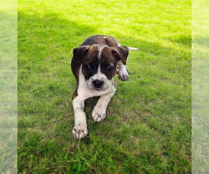 Boston Terrier Dogs for adoption in Menifee, CA, USA