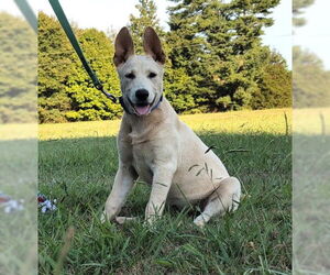 German Shepherd Dog-Unknown Mix Dogs for adoption in Enfield, CT, USA