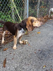 Bagle Hound Dogs for adoption in Cincinnati, OH, USA