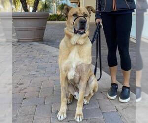 Anatolian Shepherd Dogs for adoption in Long Beach, CA, USA