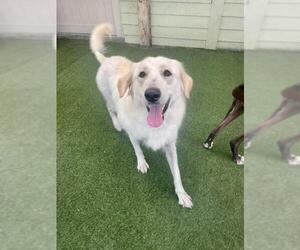 Golden Pyrenees Dogs for adoption in Tampa, FL, USA
