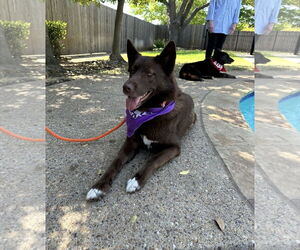 Huskies -Unknown Mix Dogs for adoption in Euless, TX, USA