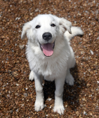 Great Pyrenees Dogs for adoption in Chattanooga, TN, USA