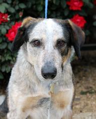 Border-Aussie Dogs for adoption in Arlington, TX, USA