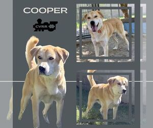 Golden Labrador Dogs for adoption in Lindsay, CA, USA